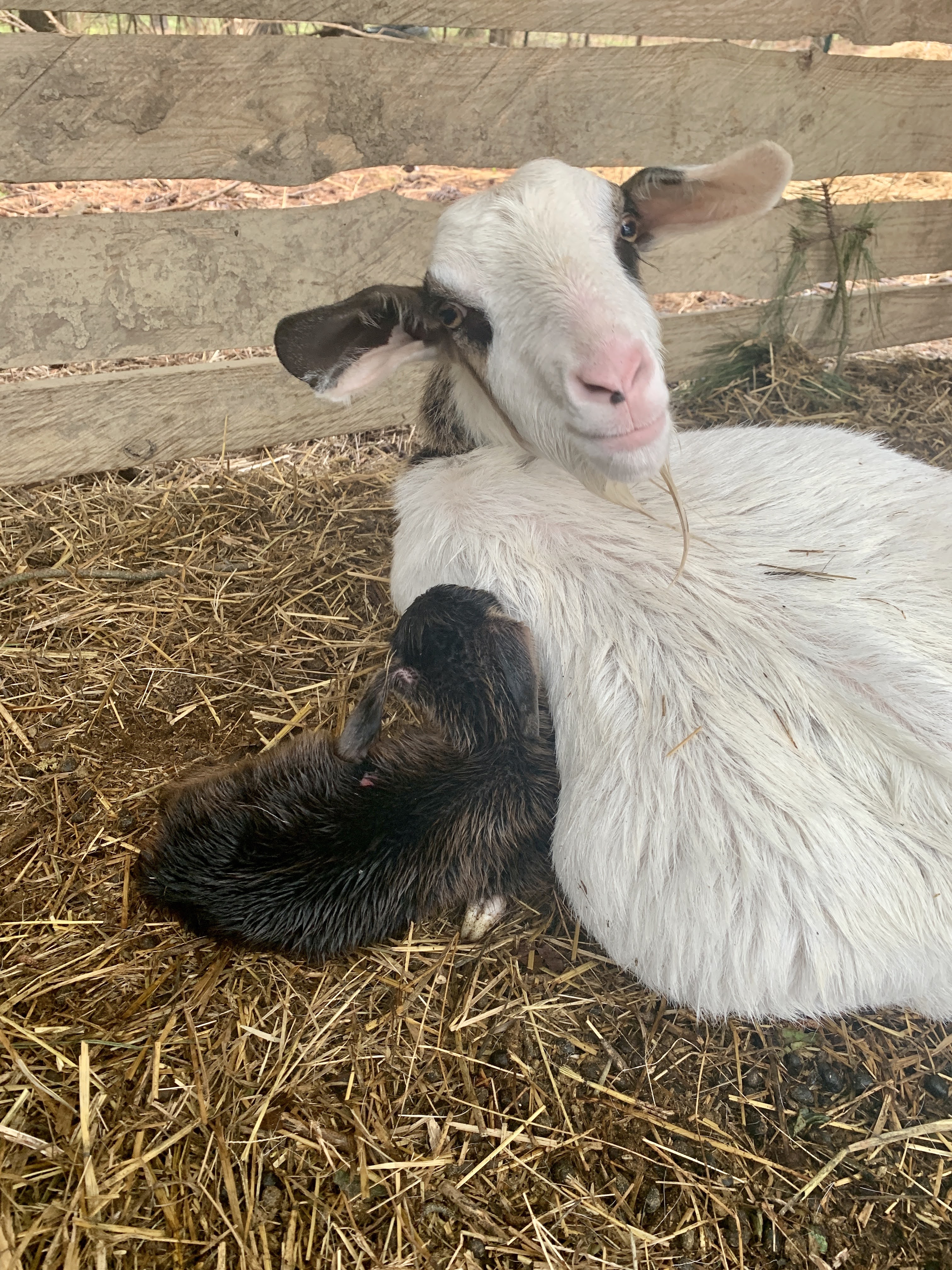 Baby Goaties
